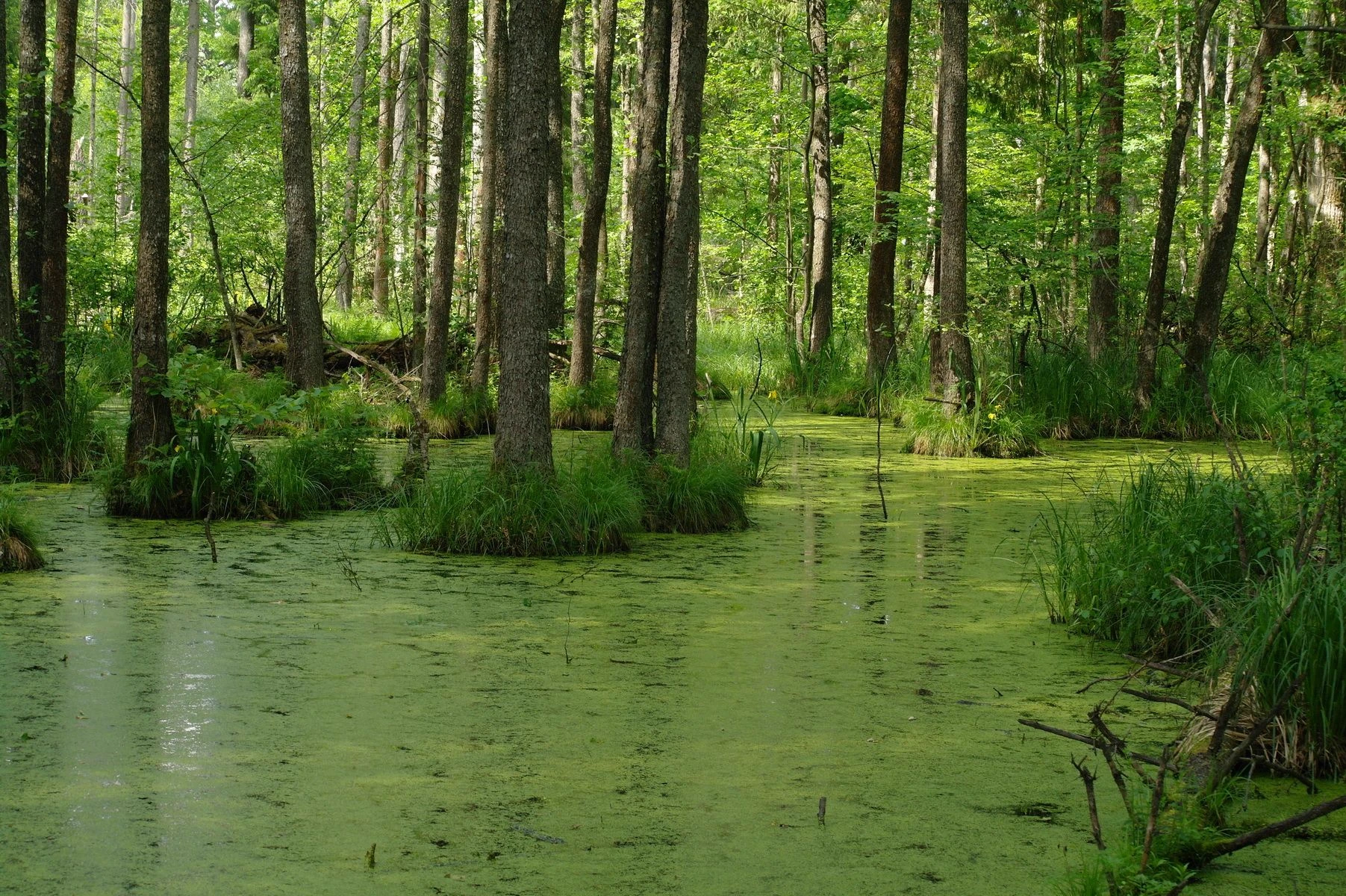 survival in the swamps thumbnail