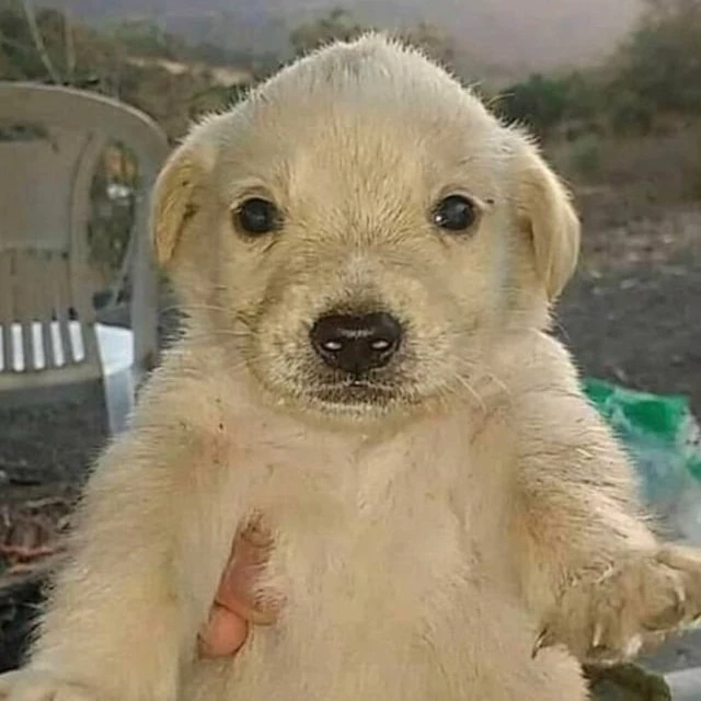 Mateo