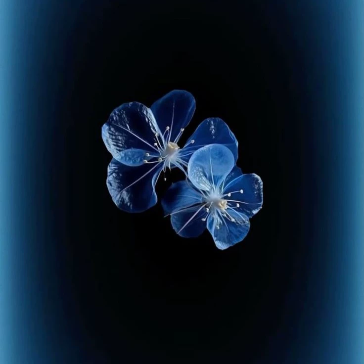 𝐃𝐞𝐧𝐢𝐬𝐬𝐞