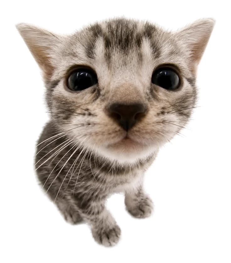 kitten thumbnail