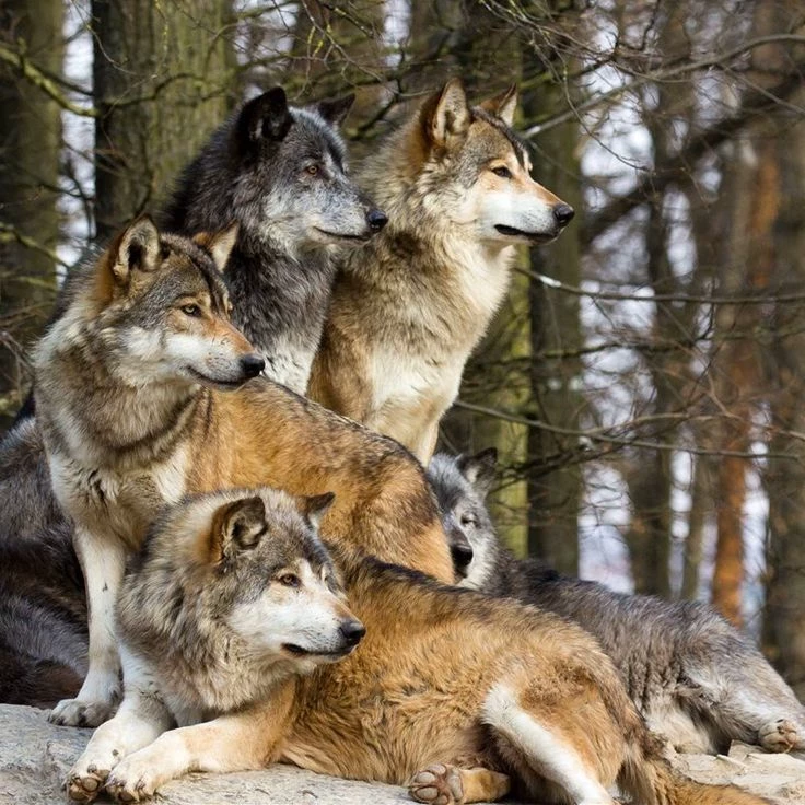 pack of wolves (free character creation) thumbnail