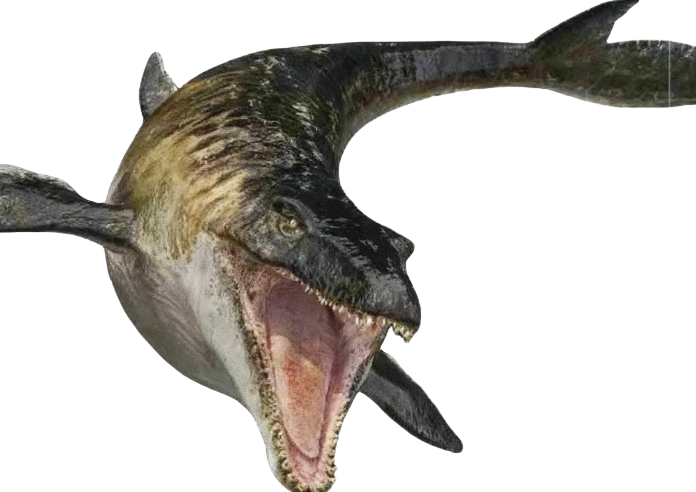 Mr. Snappy (mosasaurs) thumbnail