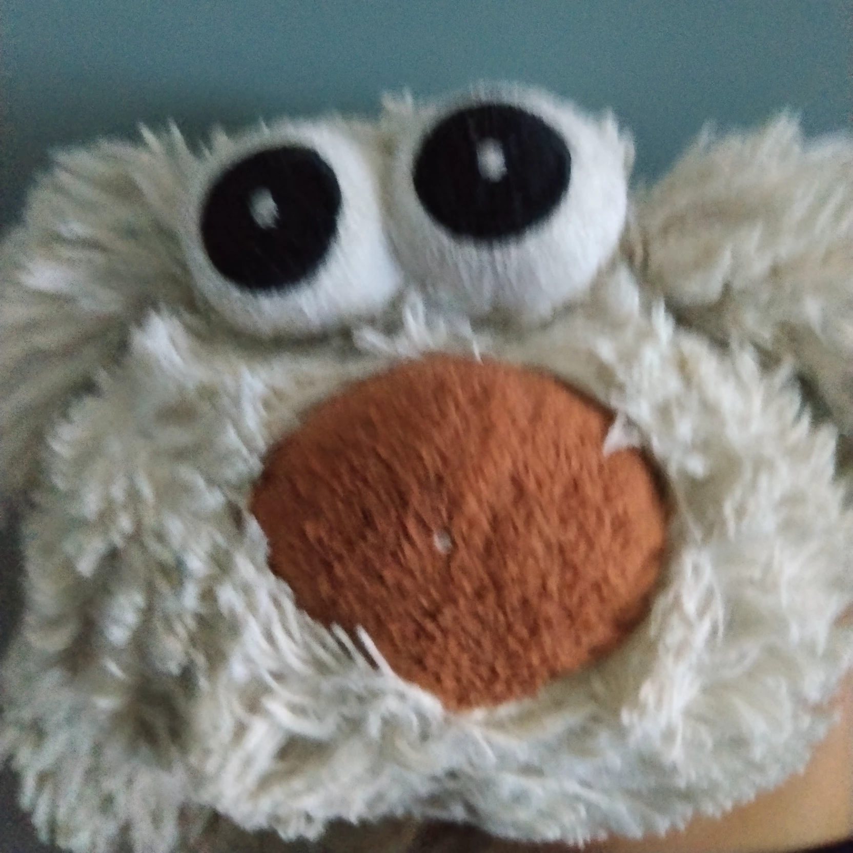 Teddy