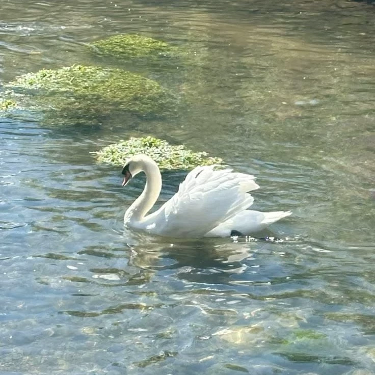 ⋆ ˚｡⋆୨♡୧⋆ ˚｡⋆