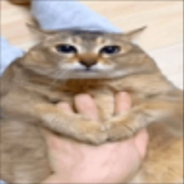 cat123