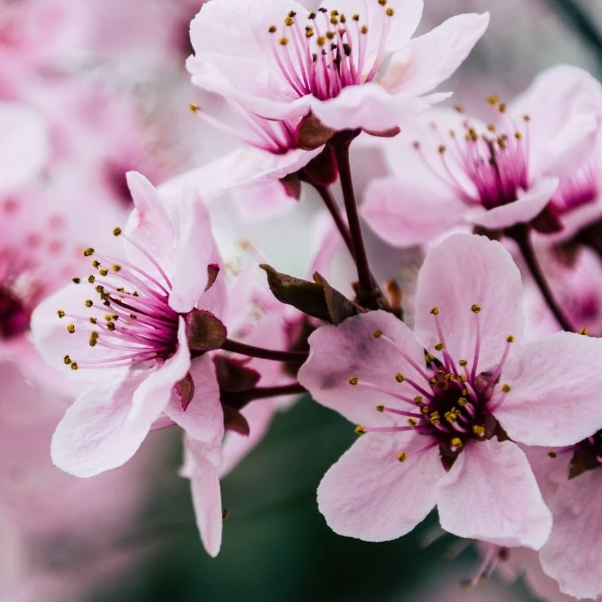 ThePinkFlower