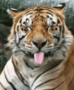 Your Animals! :3 thumbnail