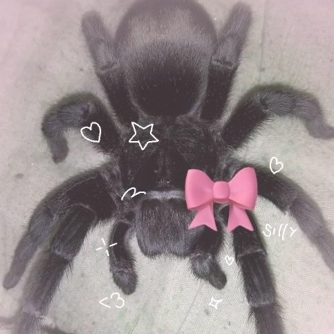 Spider 
