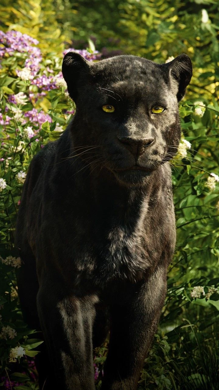 bagheera thumbnail