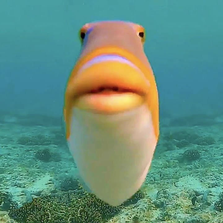 fishy thumbnail