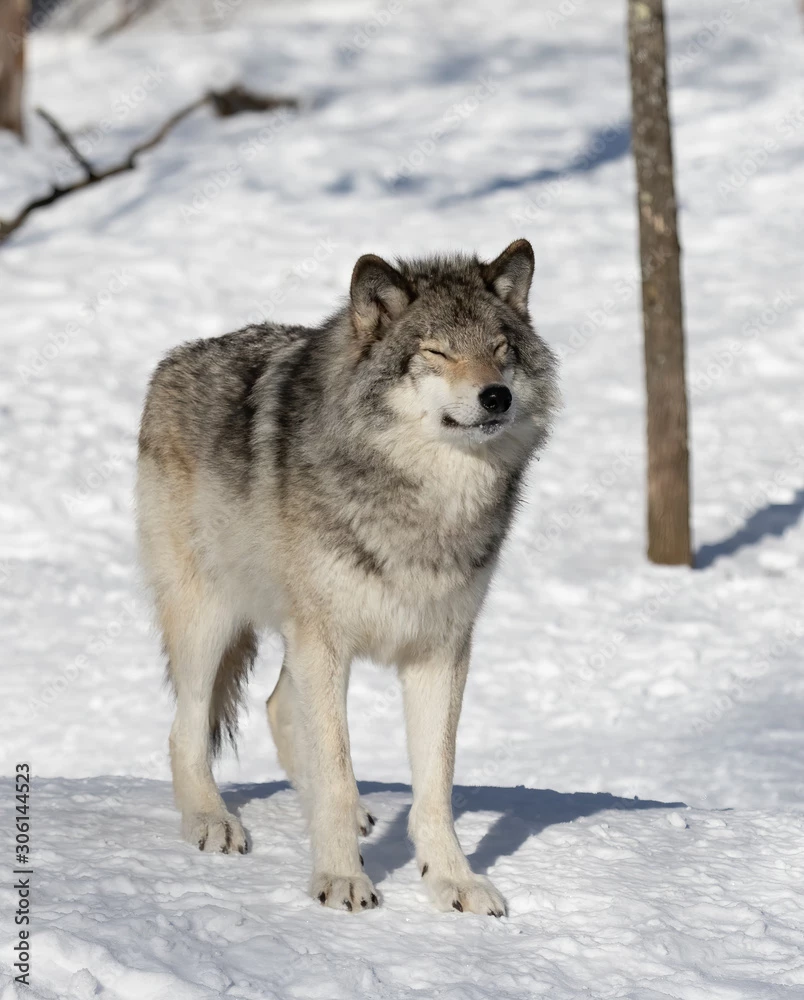 Fang (injured wolf) thumbnail