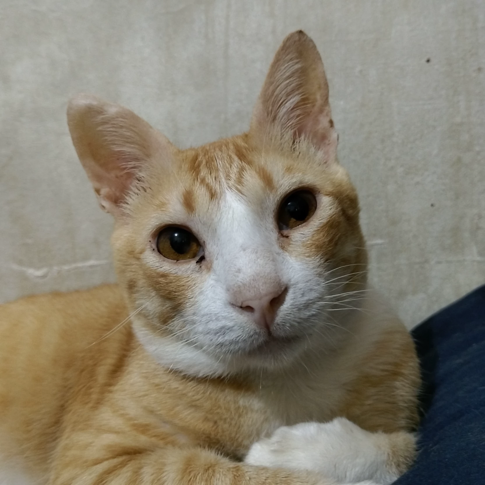 Moli