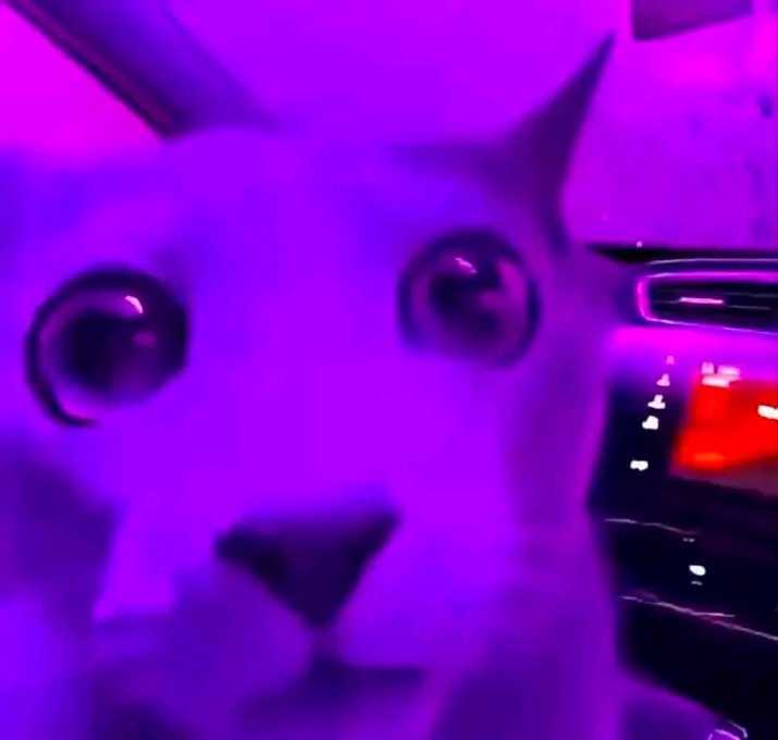 cat thumbnail