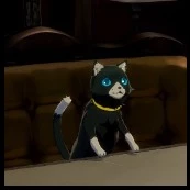 Popo catto