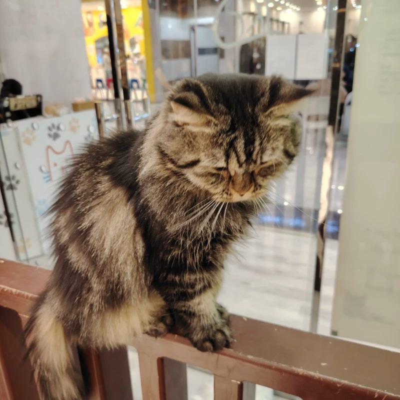 Kiki