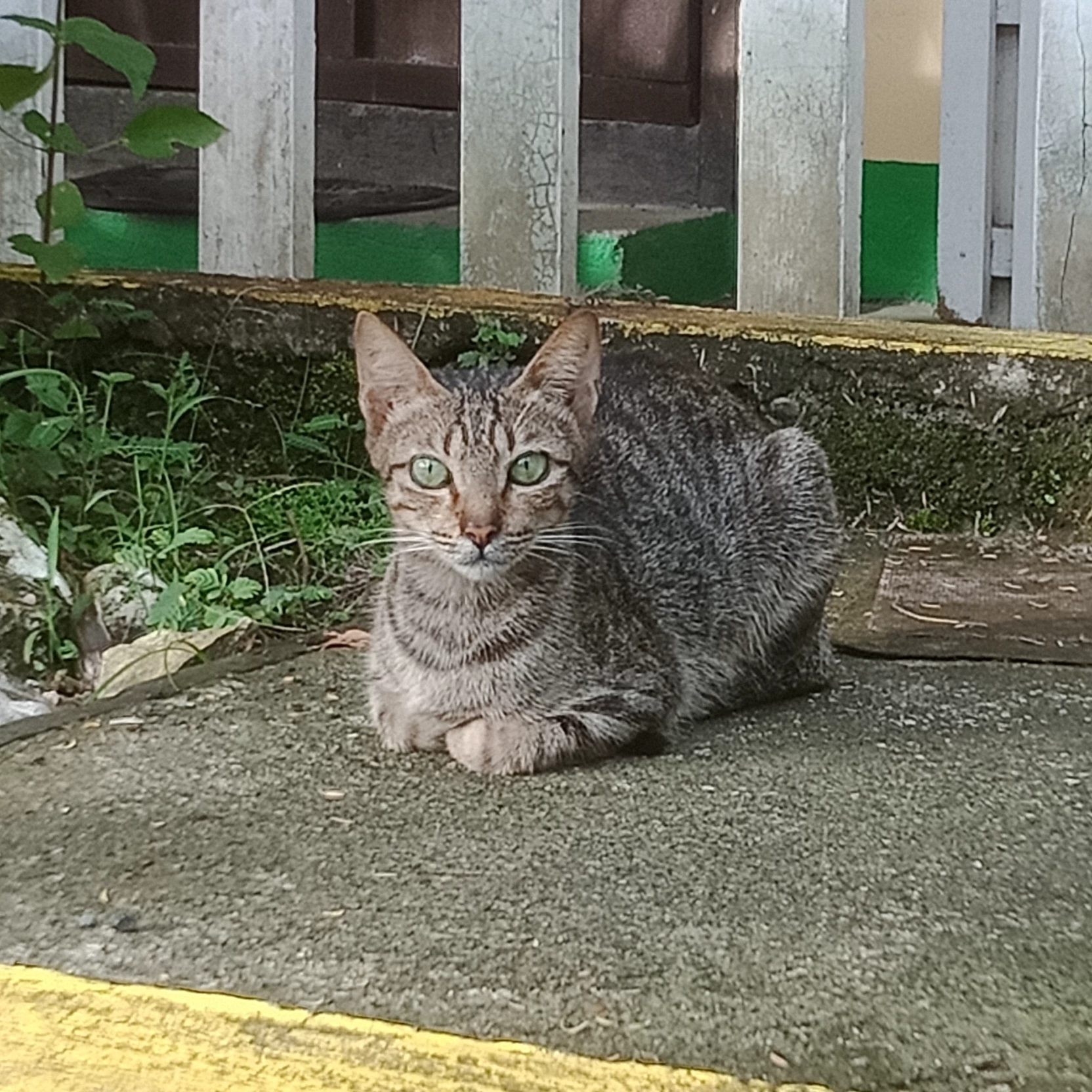 Kohana