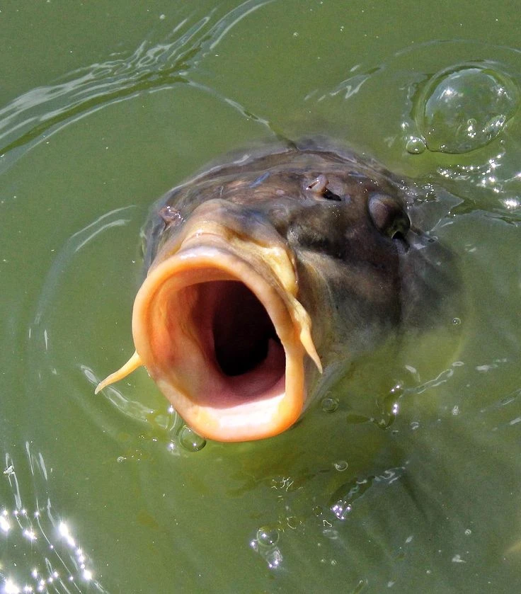world of fishing without limits, without rules, without laws thumbnail