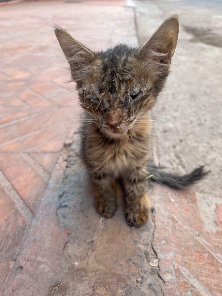 cat thumbnail