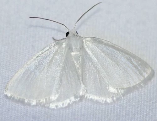 moth thumbnail