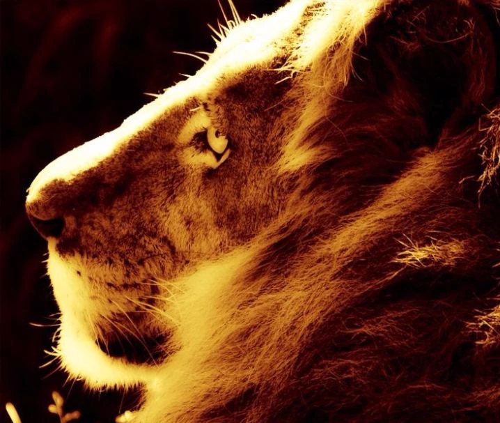 Lion Pride  Roleplay + 3 thumbnail
