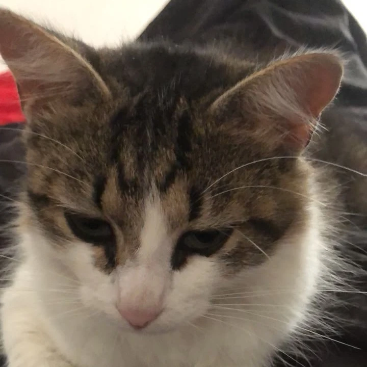 Gatinho