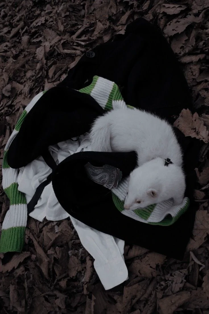 Draco Malfoy-huron thumbnail