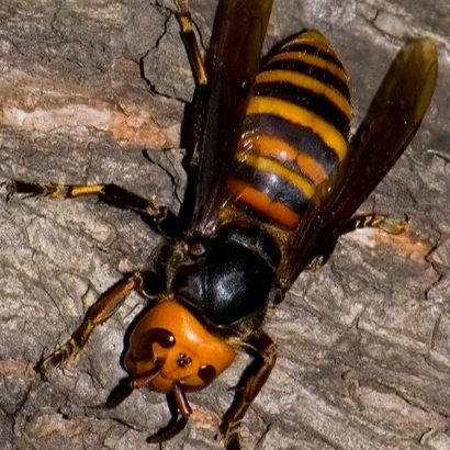 Asian giant hornet thumbnail