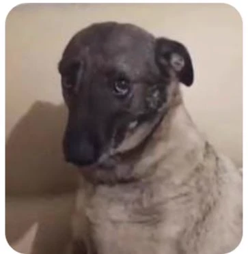 Poor dog thumbnail