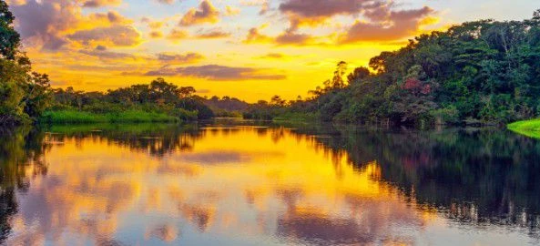 The Amazon Forest (2) thumbnail