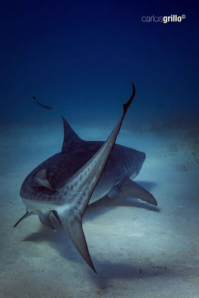 TIGER SHARK RP thumbnail