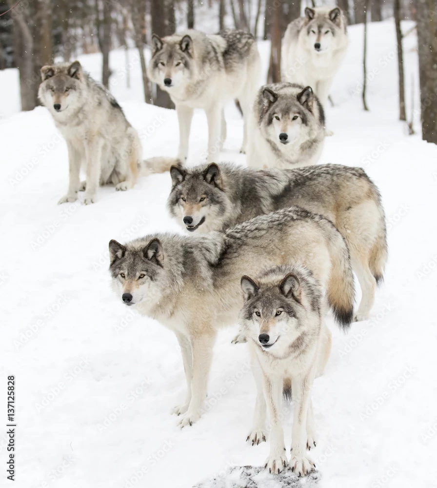 YELLOWSTONE wolf pack thumbnail