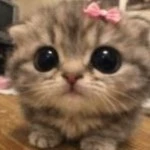 Mae