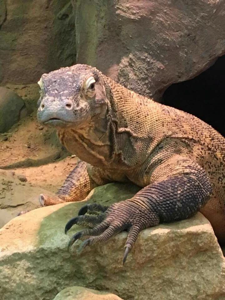 MHA x KOMODO DRAGON thumbnail