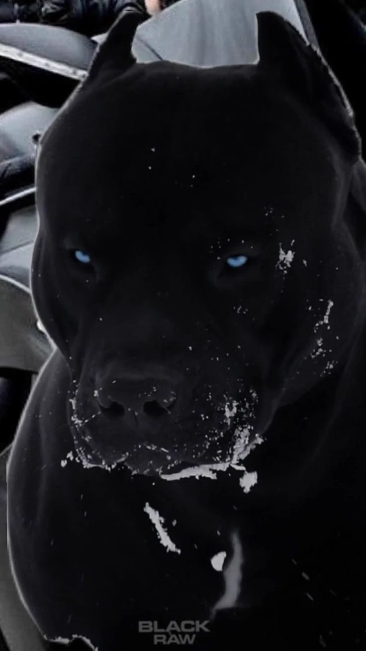 Dog thumbnail