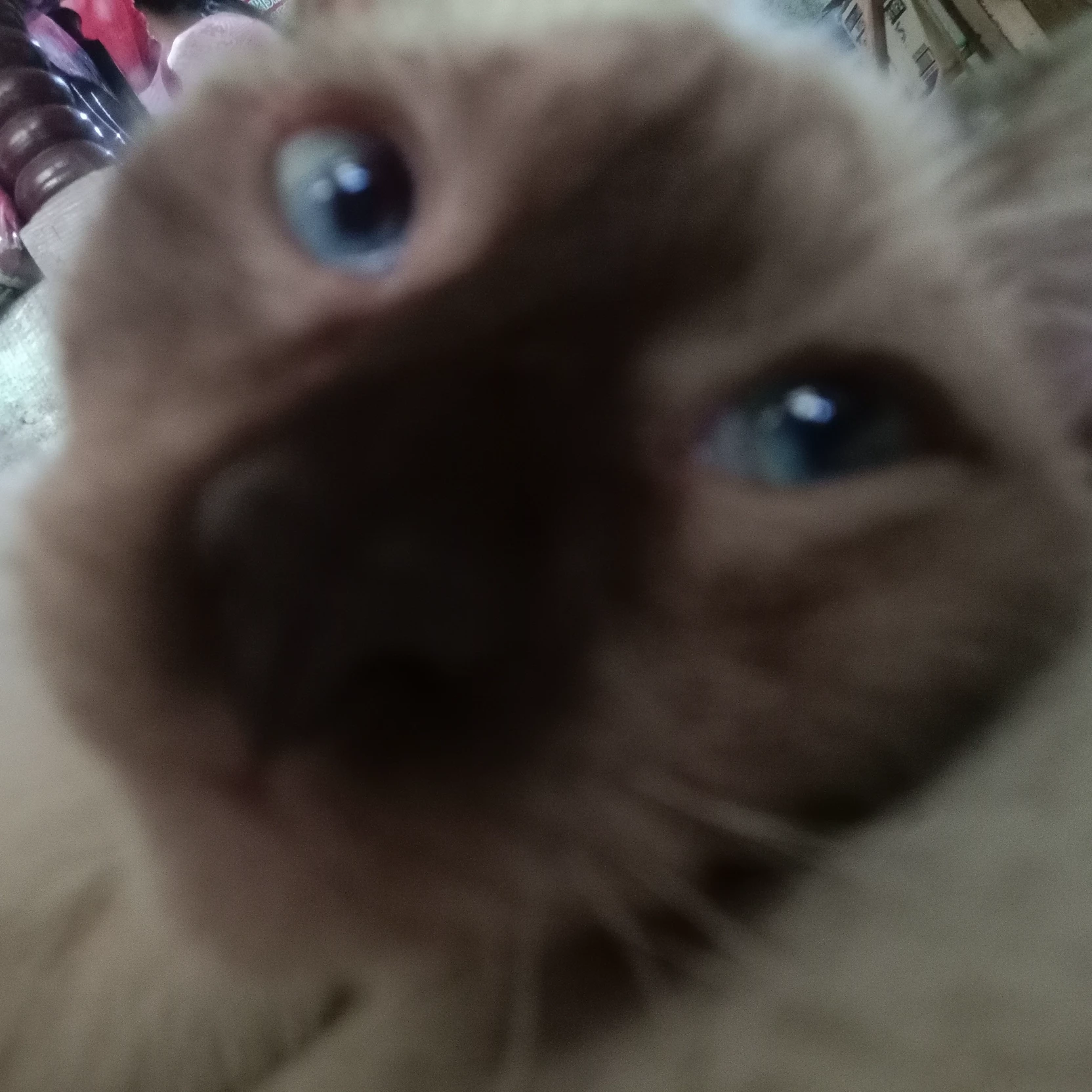 Shiro
