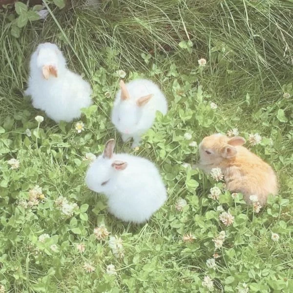 You are a rabbit!! thumbnail