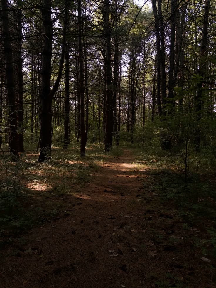 Forest thumbnail