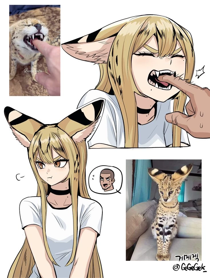 Taiga (serval cat) thumbnail