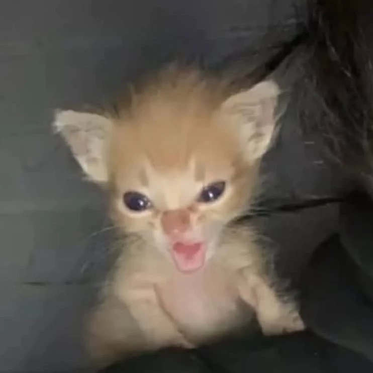 Sam