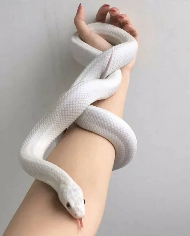 Snake thumbnail