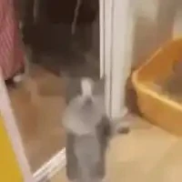 Lio