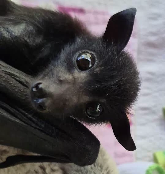 twisted bats thumbnail