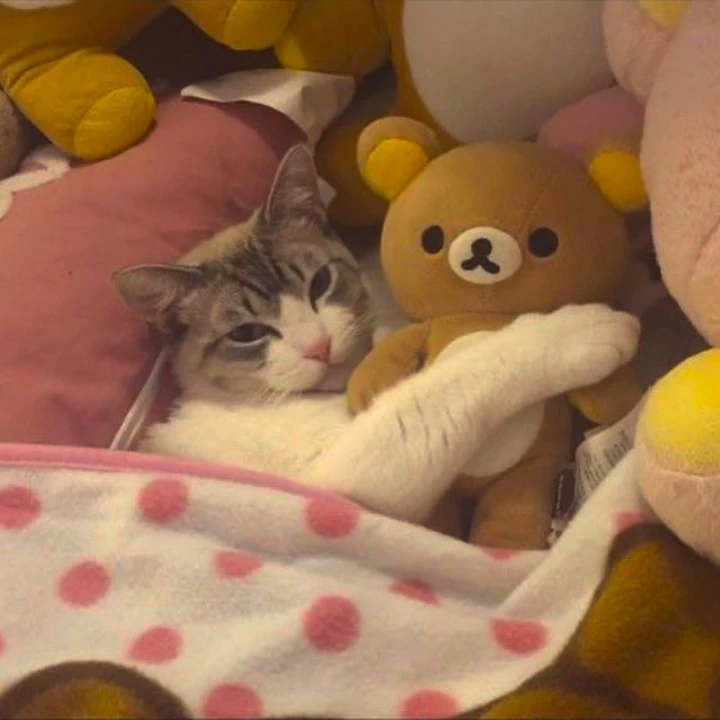 ⋆🐾°