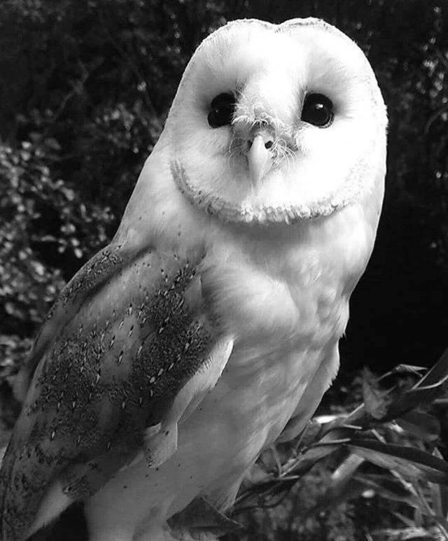 White owl thumbnail