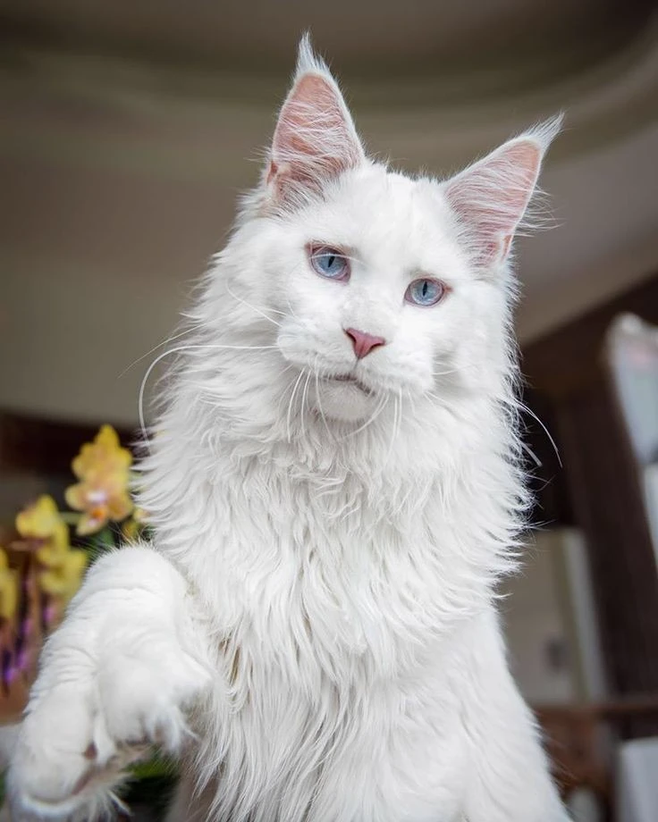 Maine Coon thumbnail