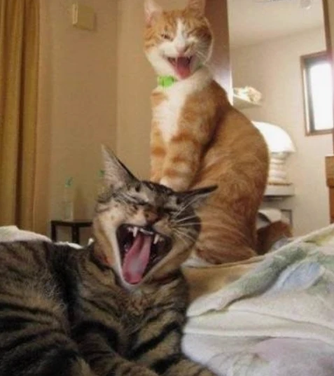 CATS BESTIES! thumbnail