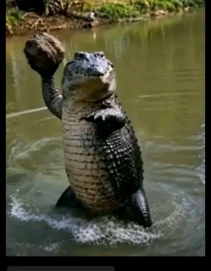 Mad Crocodile thumbnail