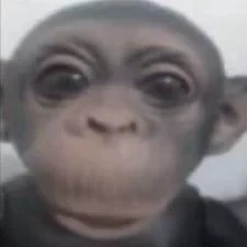 _YanggLitzs