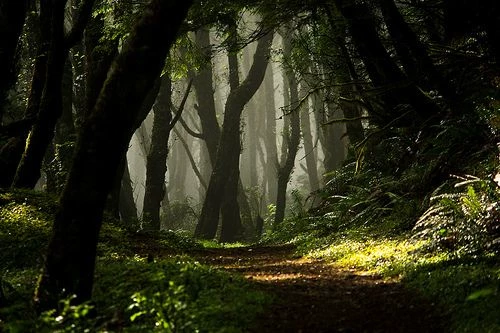 The Whisper of the Forest thumbnail