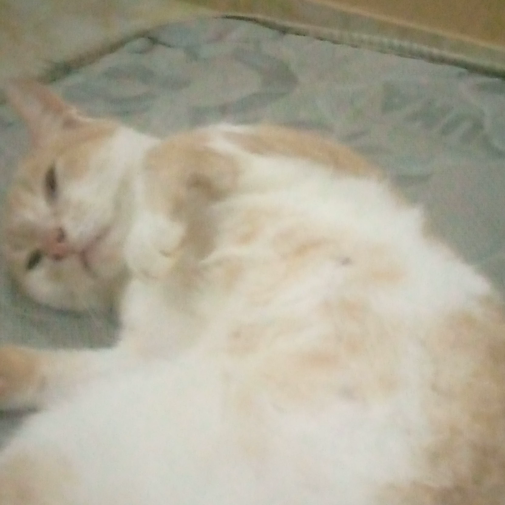 Kyujin 
